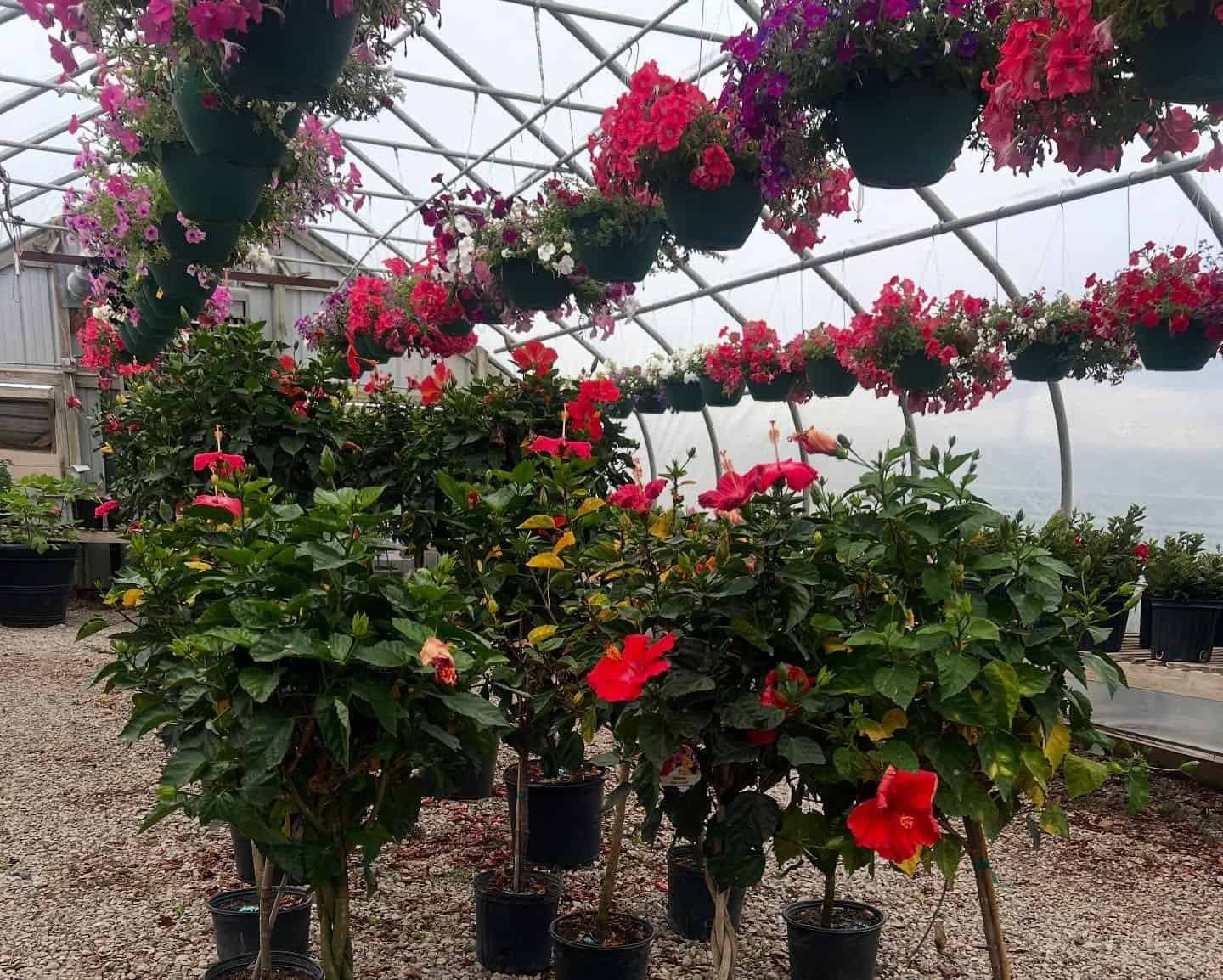 Flower Nursery