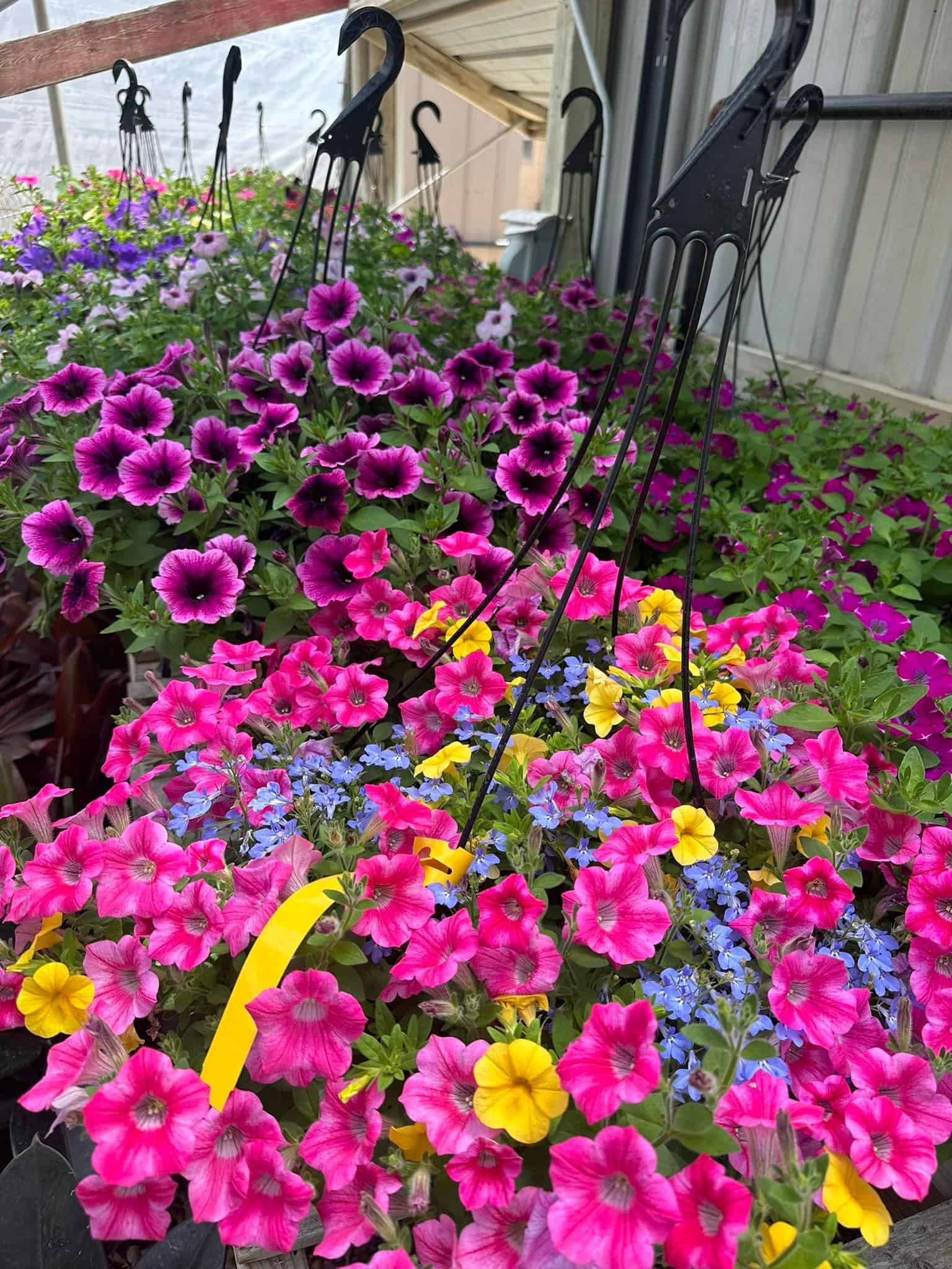 hanging baskets of flowers
